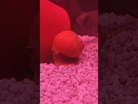 giant apple snails keeping tank clean and getting rid of smaller snails weekly updates