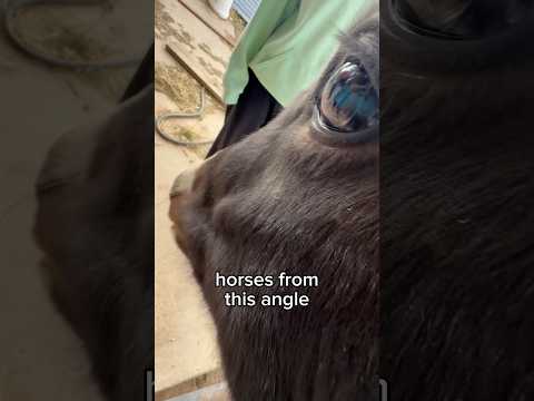 FUNNY HORSES!! #horse #funny #angle #hilarious #derp #viral #shorts #funnyshorts #farm #ranch #fyp