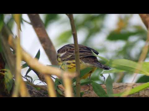 Yellow-breasted Bunting (Emberiza aureola)