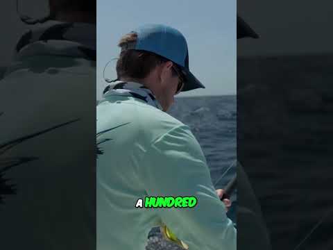 Epic Sailfish and Marlin Catch Adventure!