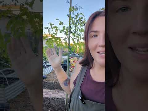 How I process my Moringa Tree! #moringa #herbgarden #texasgarden