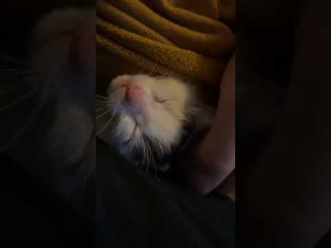 Little baby kitten falling a sleep #shorts #kitten #animals