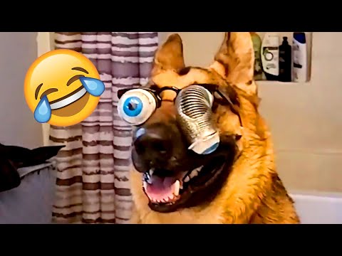 😺20 Minute Funny Animals and Cute Pets Mashup🐶