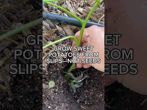 Grow Sweet Potatoes from Slips—Not Seeds