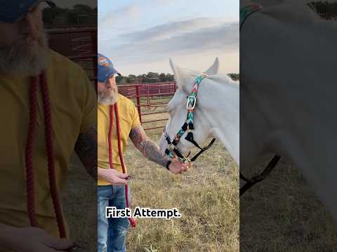 Halter & Lead Line Training. #barnyard #colts #farmandranch #countrylife #countryliving #horsefan