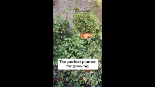 The perfect planter for growing tomatoes 🍅 #EarthBox #ContainerGardening