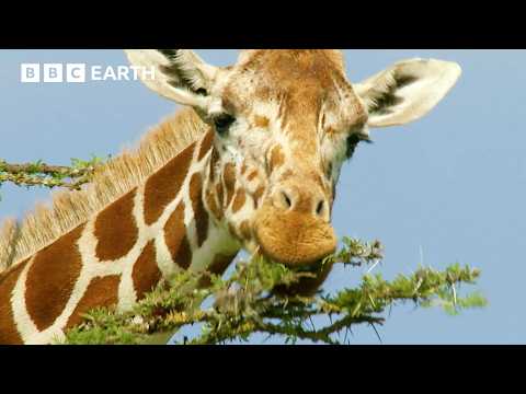 Soothing Animal ASMR on Kenyan Savannah | Animal ASMR | BBC Earth