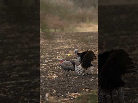 If you’re going to bow hunt turkeys, go for the head. #BEEREAL #hunting #turkeyhunter #turkeyhunting