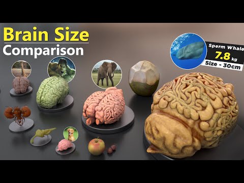 Brain Size Comparison | Animal | Human | Monster | Fictional Brains Size