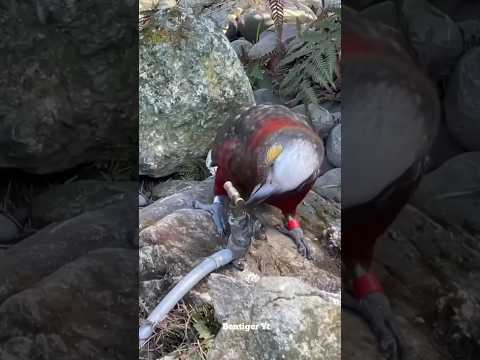 Japan's Unique Water Taps for Birds! 🐦💧 & The Secret Behind Fresh Grapes 🍇