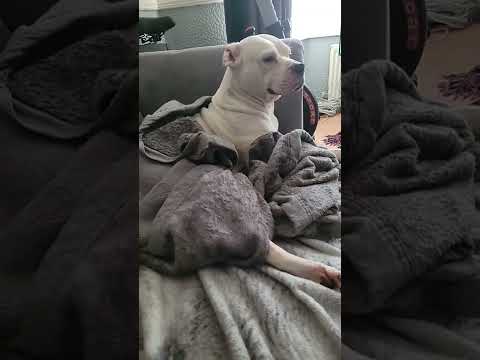 big girl just woke up american bulldog bitch sasha please like and sub thankyou all who do 💯