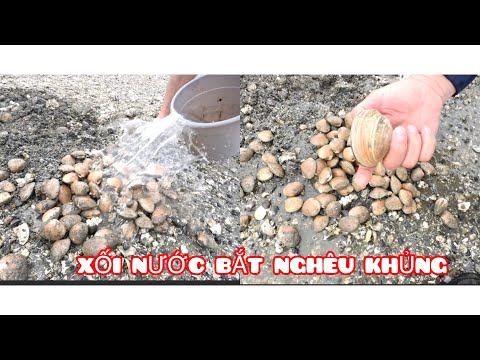 NGƯỜI VIỆT Ở MỸ/XỐI NƯỚC BẮT NGHÊU SÒ KHỦNG QUÁ MÊ