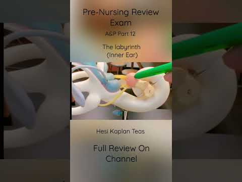 Pre-Nursing Exam Review | Anatomy & PhysiologyPart 12 | The labyrinth model