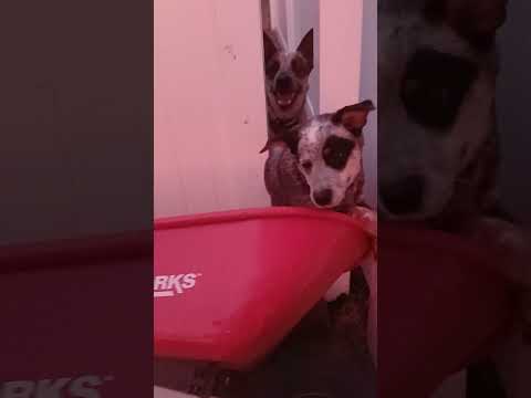 My cute puppies barking #doglover #puppy #animals #dog #dogs