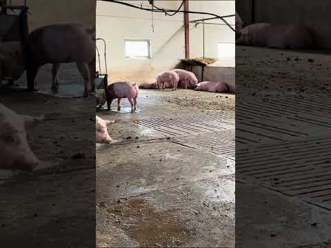 Epic Pig Moments You Won’t Forget #PigFarm #FarmLife