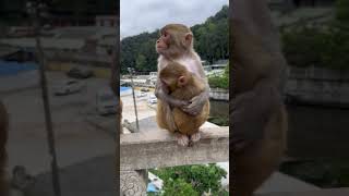 Funny monkey #108