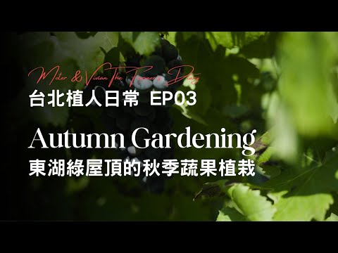 台北植人日常EP03 | 東湖綠屋頂的秋季植栽 feat. #小明(數字人) #生成式ai