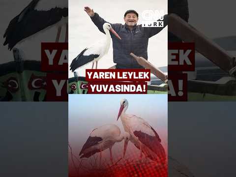 Yaren Leylek Yuvasında! Adem Amcanın Bekleyişi Son Buldu, Yaren Leylek Döndü