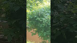 Snake#reptiles#snake#snakevideo#zoo#cobra#snakes#forest#dangerous#thrillingplot#hidden