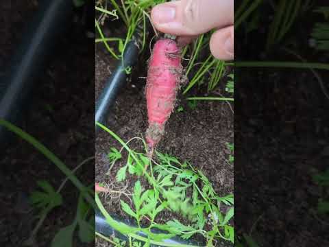 Rainbow Carrot Harvest From the Garden! #carrots #gardenharvest