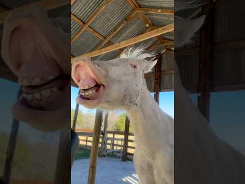 Our horse has a surprising obsession. #horsefan #funnyanimalvideo #horseenthusiast #horseshorts