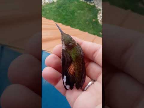 Hummingbird