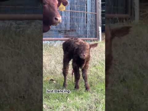 She’s got moooves. #farmchannel #farms #cowvideosfunny #cowvideo #babycalf #highlandcattle #barnyard