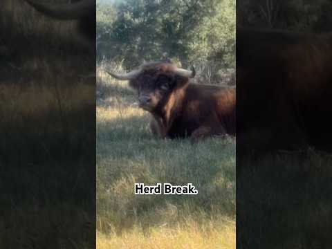 He needed a moment. #cowvideo #cowcows #ranch #barnyard #cowsblike #countrylife #farms