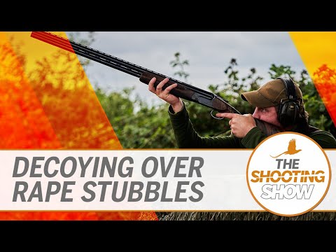 The Shooting Show - Decoying over rape stubbles and calling rutting roebucks