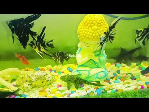 Colourful world of fishes #aquarium #fish #fishtank #buddha #relaxing #songs