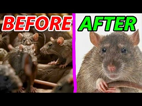 RAT INFESTATION - 2 GUNS - NIGHT VISION HUNTING - ARKEN ZULUS & HIK ALPEX