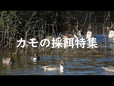 【カモの採餌特集】水面採餌と潜水採餌