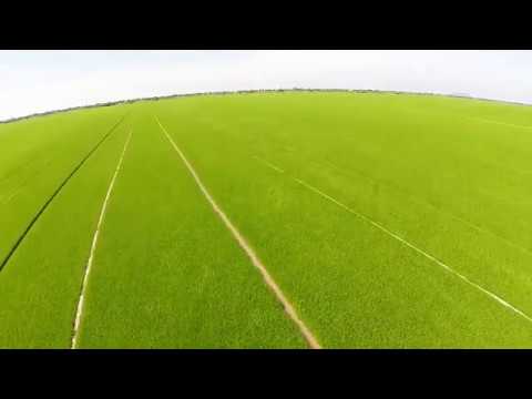 Flycam paddy rice footage free #paddyrice #footagefree