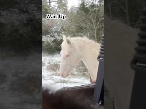 Snow Day Shenanigans. #horsefan #horsepower #farmandranch #ranchstory #farmchannel #farmshorts