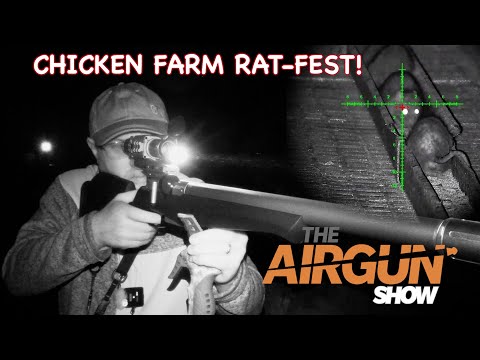 The Airgun Show | Chicken Farm Rat Shooting | Weihrauch HW98 air rifle review