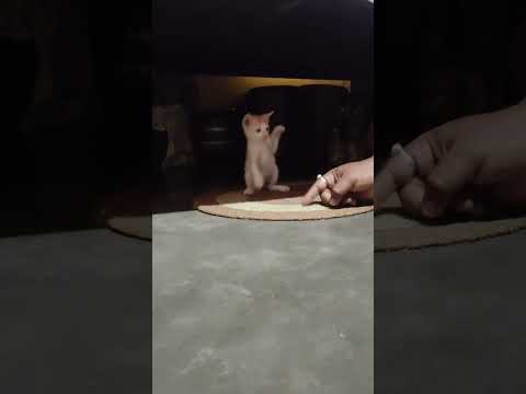 #reels #viral #cat #hindi #funny #hindisong #cute #catlover #cat #love #song #dance #viral