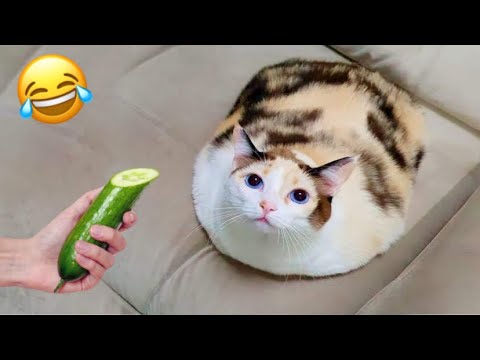 Funny cats || try not to laugh