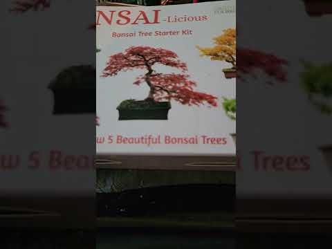 me and the son got a bonsai tree growing kit each who will be better please sub and like thanks