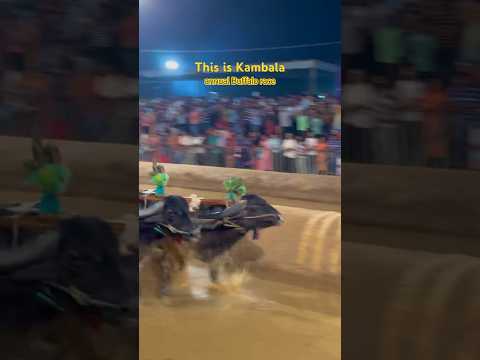 Kambala - Annual Buffalo race Karnataka #karnataka #kambala #buffalo #india