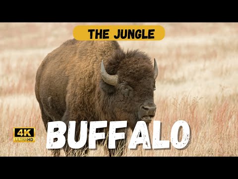 The History of the African Buffalo: A Journey Through Time