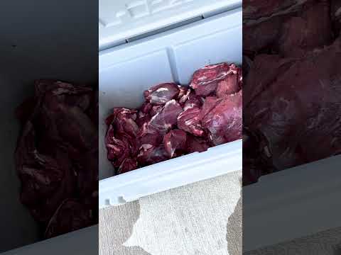 Point-Blank Deer Shot = FRESH MEAT!