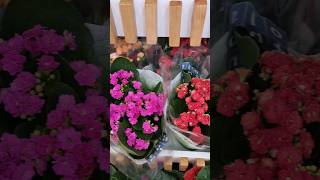 Indoor Plants|Fresh Flowering Plants|Seasonal Plants #shortvideo #shorts #plants