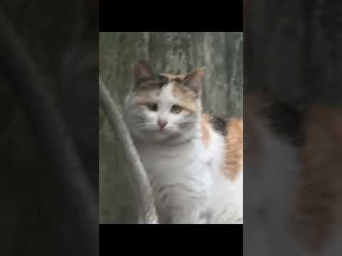 So funny cats #cat #catvideos #catlover #youtubeshorts #cats #catshorts #funnycats