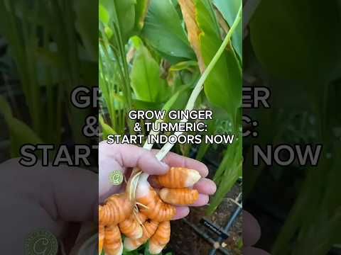 Grow Ginger & Turmeric–Start Indoors Now!