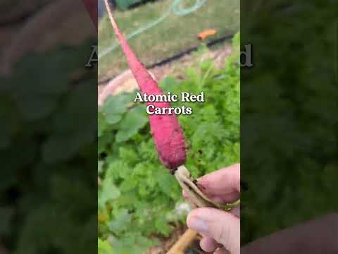 ASMR garden harvest in my #Texasgarden #fallgarden #gardenharvest