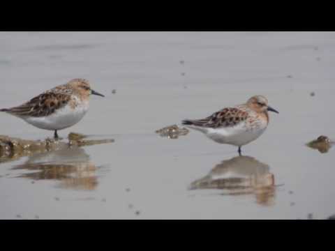 Red-necked Stint (Calidris ruficollis)