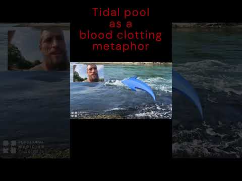 Tidal pools as a metaphor of blood clot formation #hearthealth #bloodclotting #bloodpressure #maine