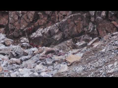 Snow Leopard on a Blue Sheep kill, Qinghai, China Oct 2017.