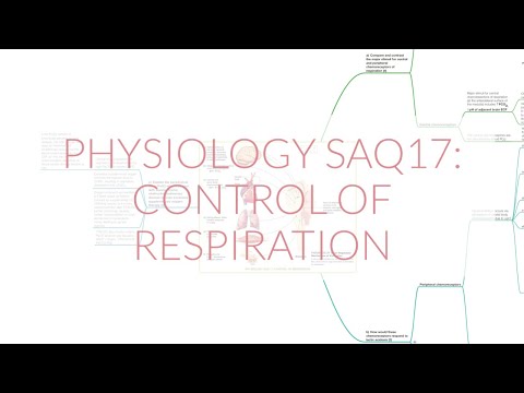 PHYSIOLOGY SAQ 17: CONTROL OF RESPIRATION