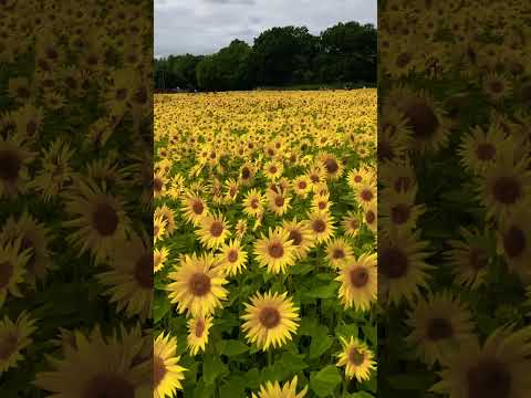 Sunflower Field, Birmingham UK walking tour 4K